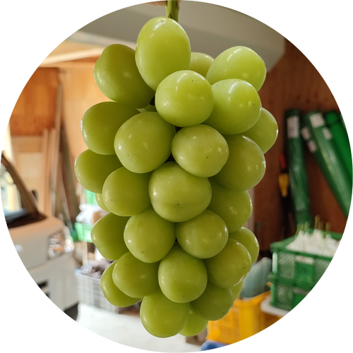 シャインマスカット